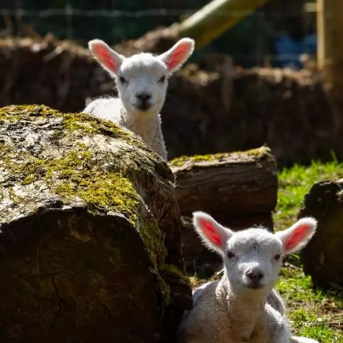 Two lambs