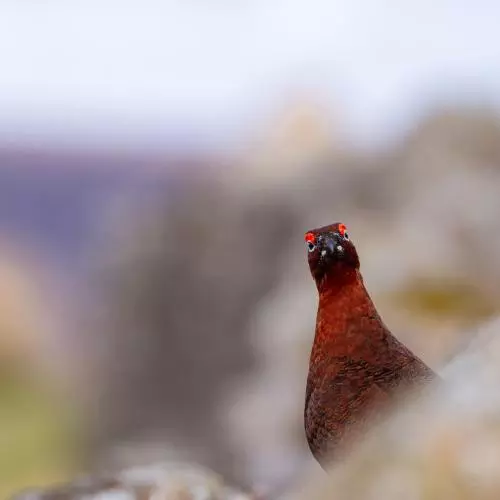 Red Grouse