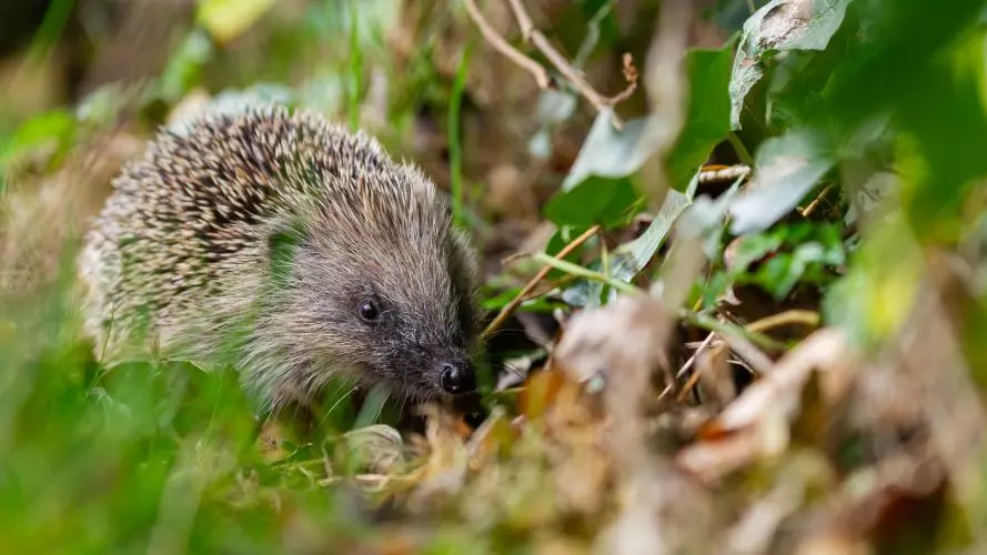 European Hedgehog