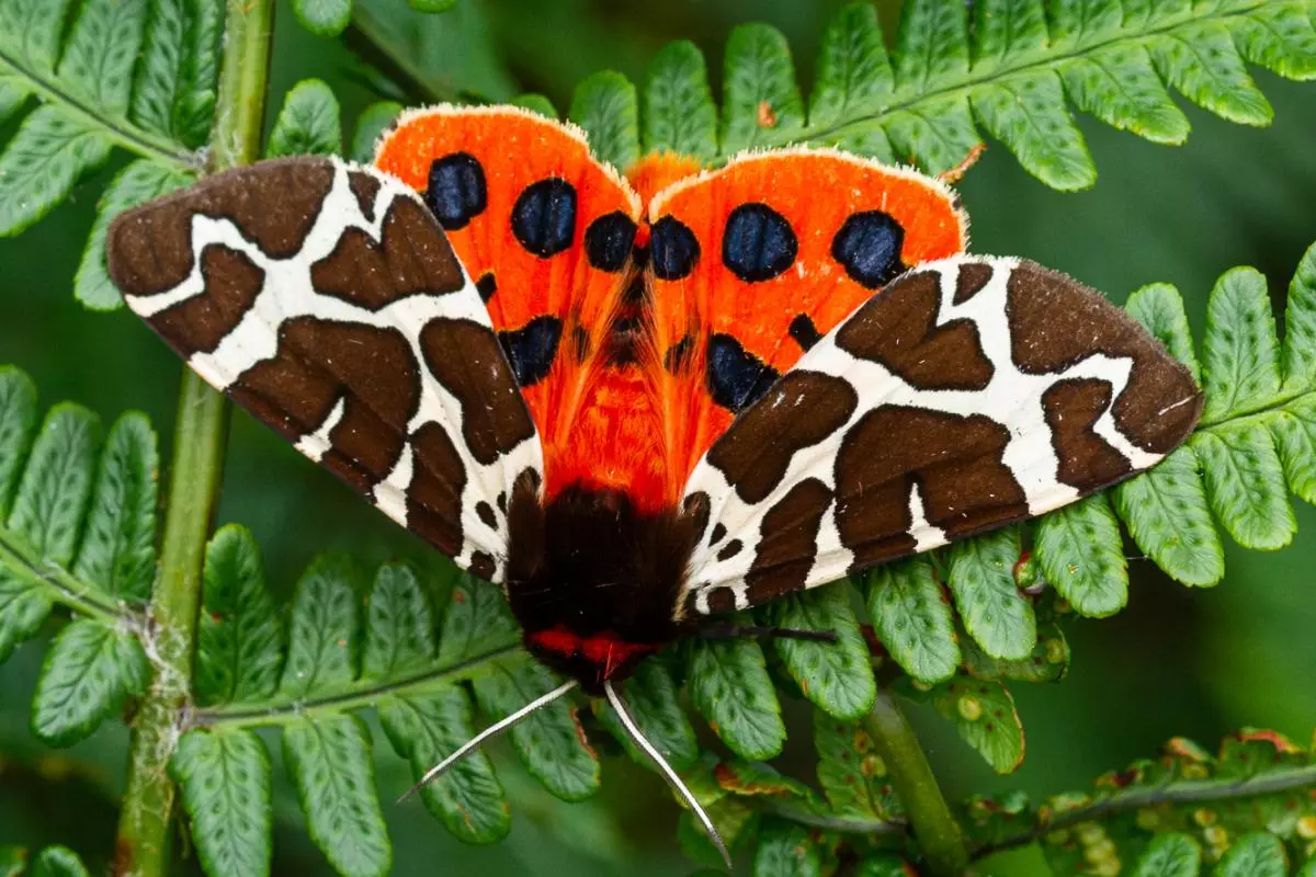 moth  photo by christopher blakey